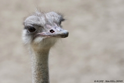 portrait d'aviaire