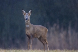 chevrette sous la pluie