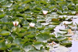 zen