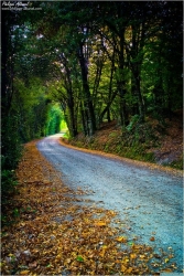 Le chemin de l'automne
