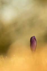 Velouté de crocus