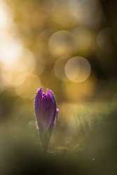 Sunlight Crocus