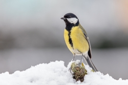 Photo d’inscription N°2 - Mésange-charbonnière_poirier_jardin_neige_9A5696_2019-01-23_1920px.jpg