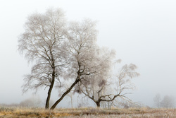 Photo d’inscription N°3 - Puy-Ternant_arbres_givre_brouillard_6D8648_V2_2019-01-04_1920px.jpg