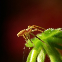 Petite Araignée