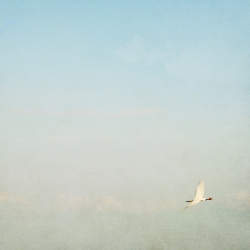 Rêve bleu