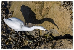 Aigrette versus Ibis