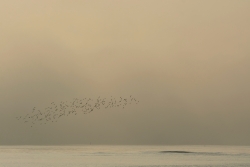 envolée de notes dans la brume