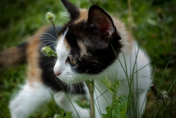 Ça chatouille les moustaches !