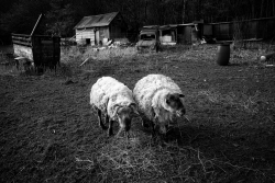 Cheap Sheeps