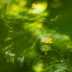Chélidoine au Meyer -Optik Görlitz Primotar 135mm f3,5