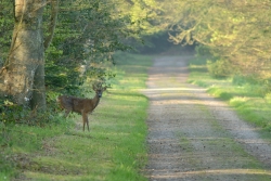 au détour d'un sentier