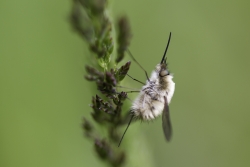 Le grand bombyle 2