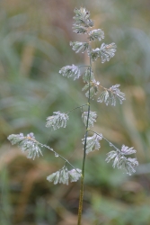 Herbabulles