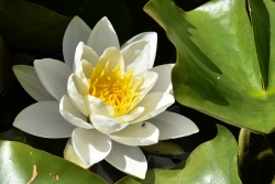 Fleur de nénuphar.