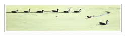 Les canards et la "canette".