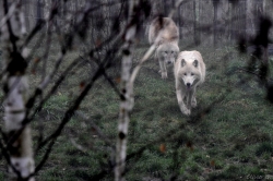 Loup y es-tu?