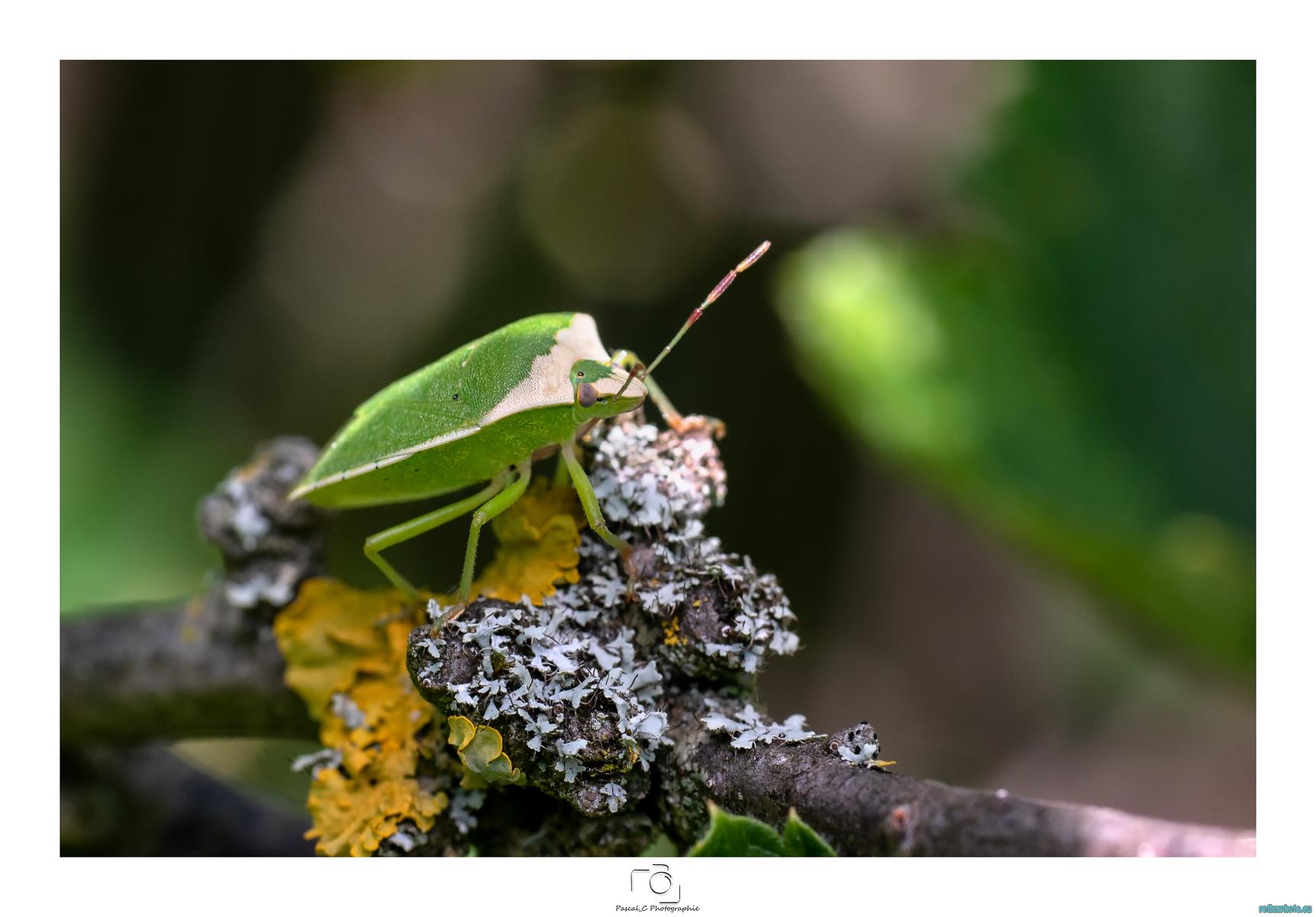 Verte punaise