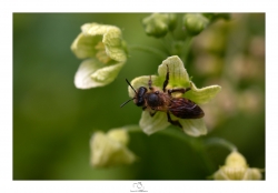 Abeille groseille