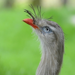 L'altier
