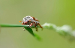 Melolontha melolontha