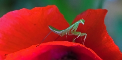 Mantis