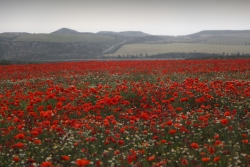 Vous aimez les coquelicots .... n'en voilà tout plein - lol -