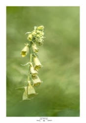 Digitale Jaune.