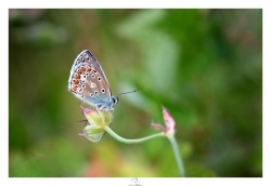 Papillon du jour, toujours l'amour