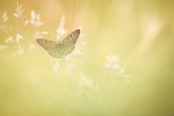 Dans le murmure des herbes qui dansent