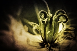 L'alien °(,;)°