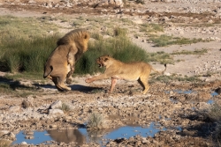 Le bonjour de la lionne