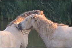 Le baiser camarguais