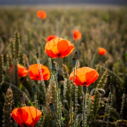 Photo d’inscription N°3 - Coquelicots-le-matin.jpg
