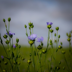 Photo d’inscription N°4 - Fleur-de-lin.jpg