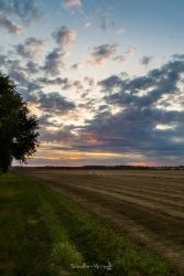 Champ de lin au couchant
