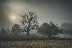la nature diffuse