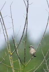 pie grièche écorcheur