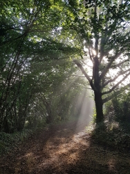 sous bois au matin