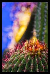 cactus en couleurs