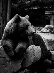 Teddy