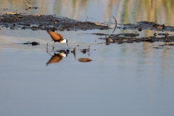 Le Jacana à poitrine dorée