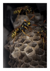 Guêpes bâtisseuses