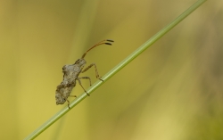 Coreus marginatus