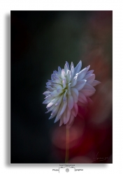 le Dahlia du jardin au petit matin