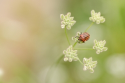 Graphosoma italicum
