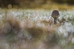 Dans la rosée.
