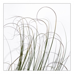 Arabesques