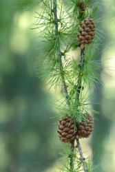 le mélèze en été