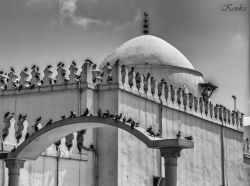 Les pigeons au Rendez vous